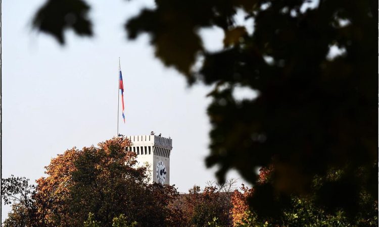 Na Petkovškovem nabrežju bodo začeli odstranjevati stara drevesa