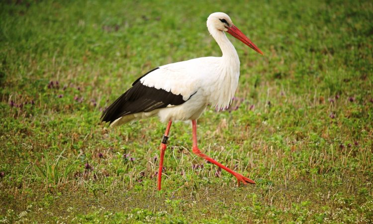 Pri štorklji v ZOO Ljubljana potrdili ptičjo gripo