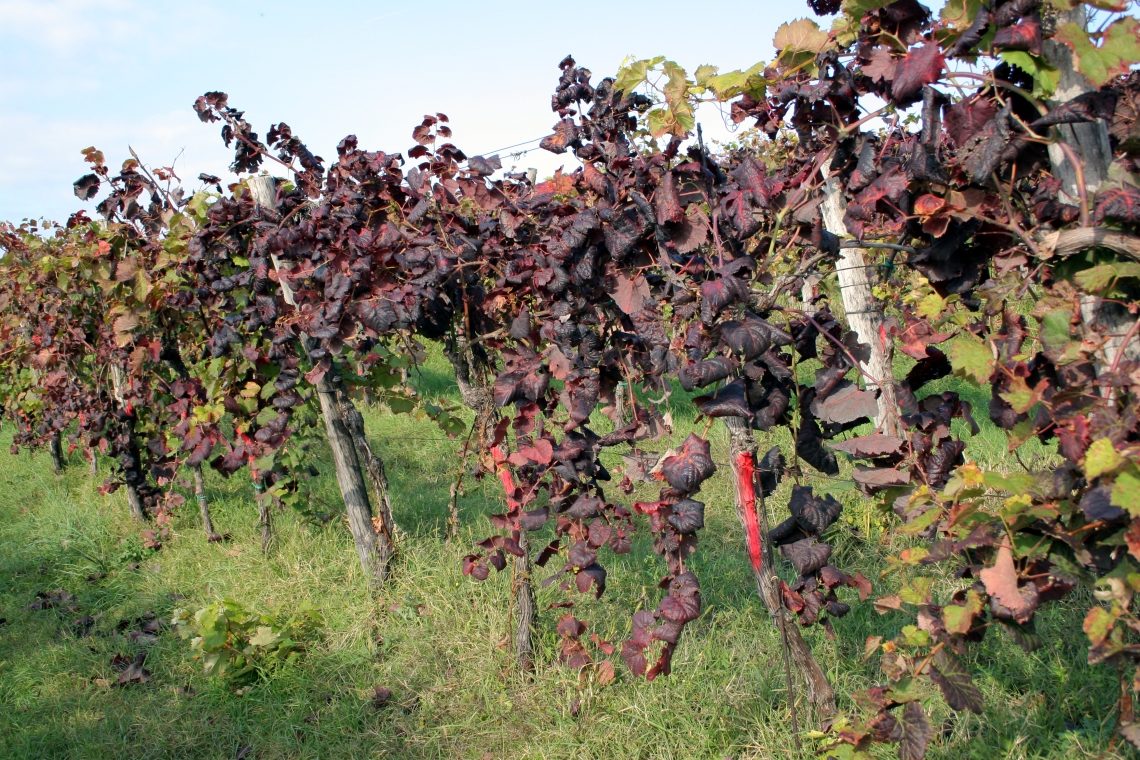 Vinogradniki pozvani k prijavi suma zlate trsne rumenice za uveljavitev finančnega nadomestila