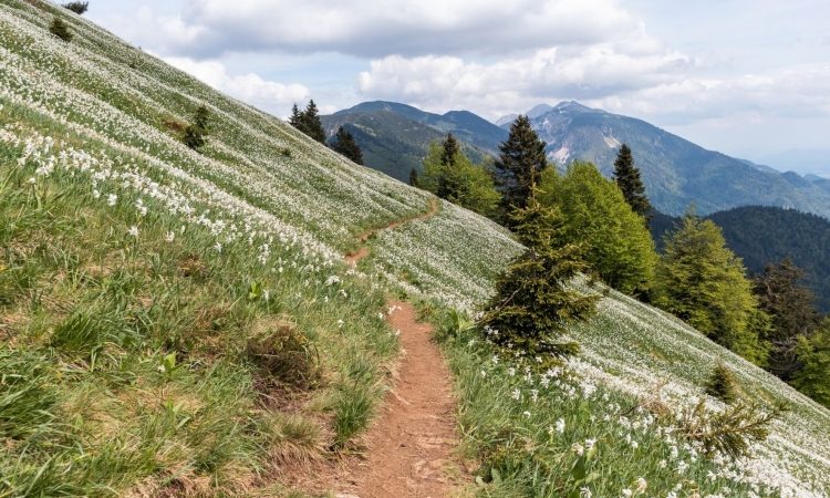 Koča na Golici odprla vrata poletni sezoni