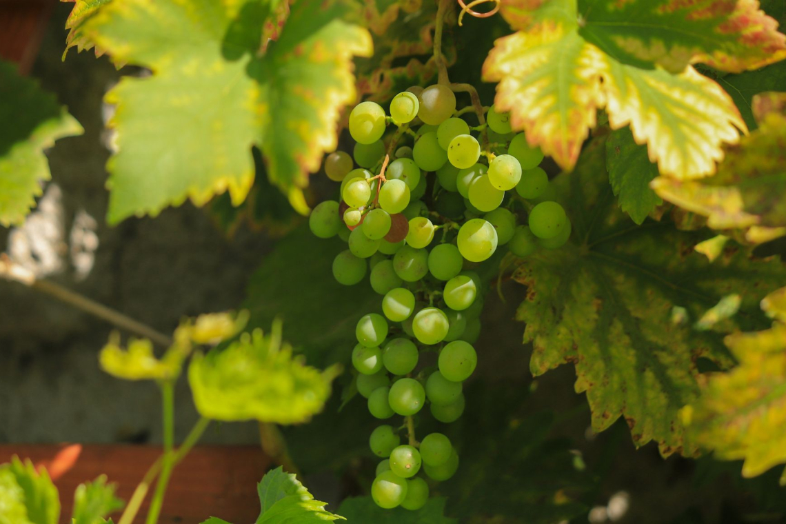 Vinogradniki v Goriških brdih po neurju prosijo državo za takojšnjo pomoč