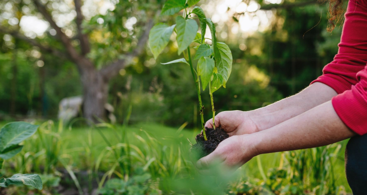 V Preski odprli nove vrtičke za urbano vrtnarjenje